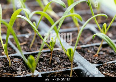 Giovani pianta di spinaci di due settimane che crescono all'interno sotto luce crescere. Foto Stock