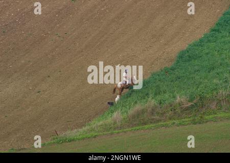 Molise - Italia - 30 novembre 2014 - Cavaliere cavalca il cavallo e guida i cani nella campagna del Molise Foto Stock