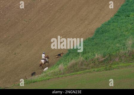 Molise - Italia - 30 novembre 2014 - Cavaliere cavalca il cavallo e guida i cani nella campagna del Molise Foto Stock