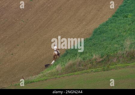 Molise - Italia - 30 novembre 2014 - Cavaliere cavalca il cavallo e guida i cani nella campagna del Molise Foto Stock