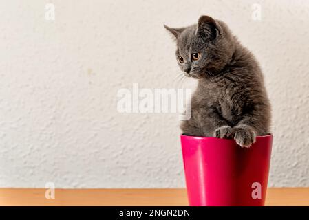Gattino grigio shorthair britannico all'interno di un contenitore rosso che guarda curiosamente, sfondo chiaro con spazio copia Foto Stock