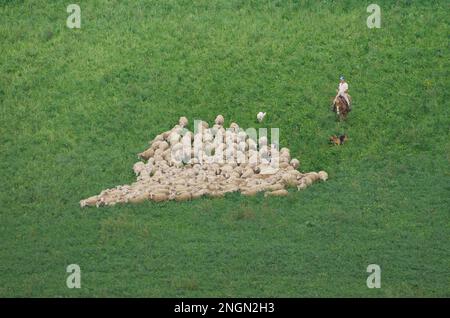 Molise - Italia - 30 novembre 2014 - il pastore a cavallo con i suoi cani conduce un gregge di pecore a pascolare in campagna Foto Stock