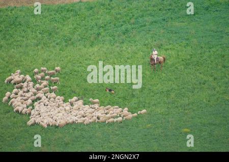 Molise - Italia - 30 novembre 2014 - il pastore a cavallo con i suoi cani conduce un gregge di pecore a pascolare in campagna Foto Stock