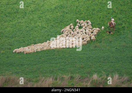 Molise - Italia - 30 novembre 2014 - il pastore a cavallo con i suoi cani conduce un gregge di pecore a pascolare in campagna Foto Stock