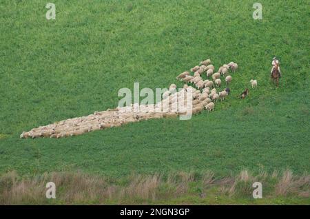 Molise - Italia - 30 novembre 2014 - il pastore a cavallo con i suoi cani conduce un gregge di pecore a pascolare in campagna Foto Stock