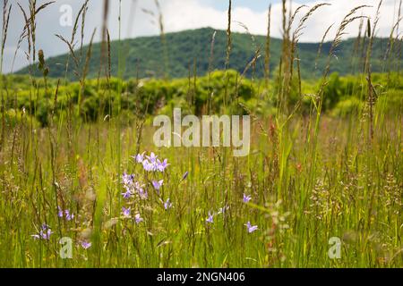 Prato con Campanula patula (blu takion) con fondo sfocato (cespugli e colline) in piena estate. Europa. Foto Stock