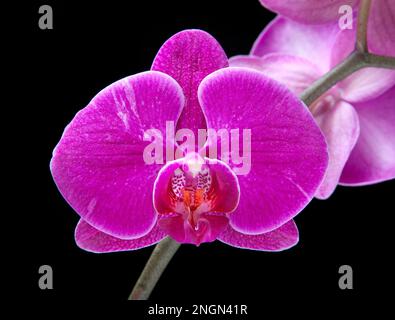 Phalaenopsis, fior di orchidea della luna Foto Stock