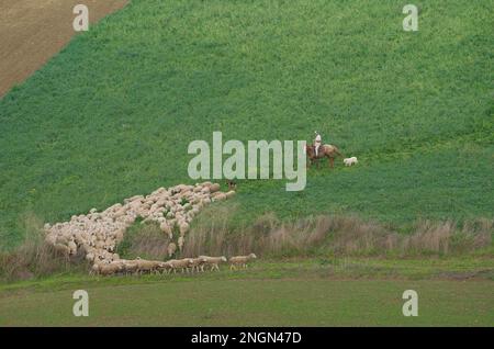 Molise - Italia - 30 novembre 2014 - il pastore a cavallo con i suoi cani conduce un gregge di pecore a pascolare in campagna Foto Stock