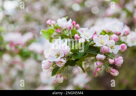 Primavera albero di mela fioritura fiori primo piano Foto Stock
