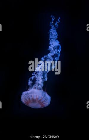 Medusa Compas (Chrasaora hysoscella), in habitat naturale oceanico. Acqua campana medusa mare Mediterraneo galleggiante. Foto Stock