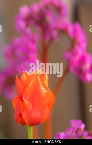 Primo piano di tulipani rossi in piena fioritura con una bergenia viola su sfondo sfocato Foto Stock