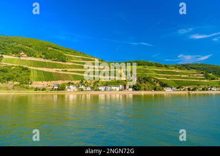 Vigneti e fiume a Ruedesheim Assmannshausen, Rudesheim am Rhein Reno, Rheingau-Taunus-Kreis, Darmstadt, Hessen, Germania. Foto Stock