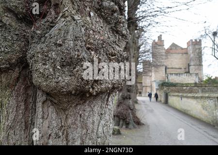 Fuoco poco profondo di grande fresa visto su alberi vecchi e stabiliti che fiancheggiano una strada medievale in Inghilterra. Foto Stock