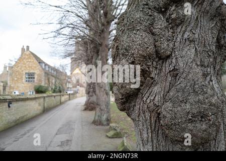 Fuoco poco profondo di grande fresa visto su alberi vecchi e stabiliti che fiancheggiano una strada medievale in Inghilterra. Foto Stock