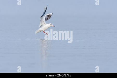 Gul con testa nera che atterra sul lago nello Staffordshire, Regno Unito Foto Stock