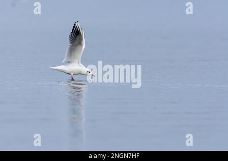 Gul con testa nera che atterra sul lago nello Staffordshire, Regno Unito Foto Stock