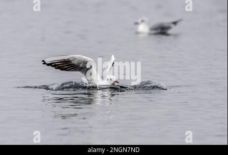 Gul con testa nera che atterra sul lago nello Staffordshire, Regno Unito Foto Stock