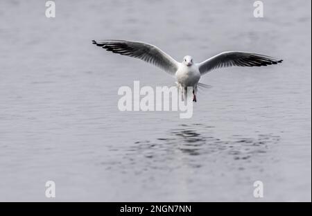 Gul con testa nera che atterra sul lago nello Staffordshire, Regno Unito Foto Stock