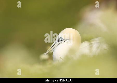 Ritratto di gannet del nord seduto sul nido con bel panakground di piante verdi, Helgoland, Germania. Fauna selvatica. Sula fagana Foto Stock