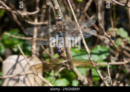 Accoppiamento delle Dragonflies dei migranti Hawker, Windmill Farm, Cornovaglia Foto Stock