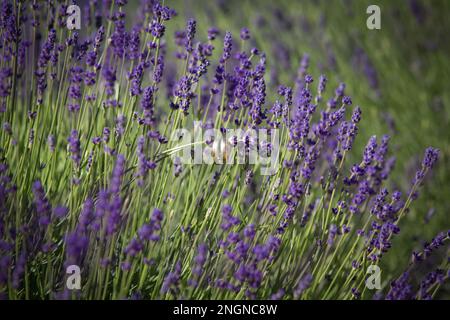 Anelli di nozze appesi sul cespuglio di lavanda sul suo campo. Campo di lavanda in Polonia Foto Stock