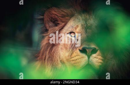 Il leone del predatore berbero affronta la vista pericolosa, la migliore foto Foto Stock