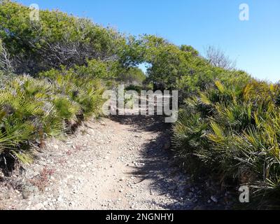 Un sentiero tra vegetazione selvaggia sulla costa spagnola, Valencia. Foto Stock