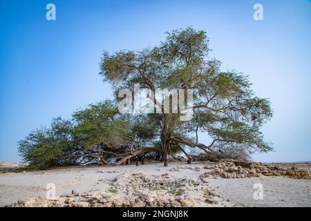 Albero leggendario di vita nel deserto del Bahrain, Regno del Bahrain. Foto Stock