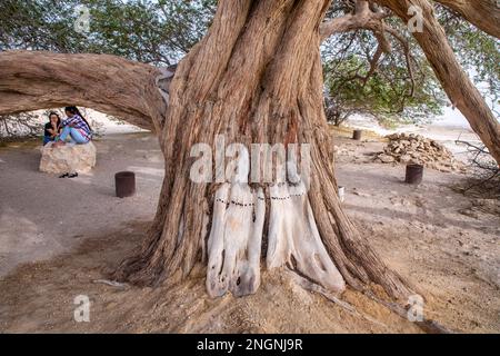 Albero leggendario di vita nel deserto del Bahrain, Regno del Bahrain. Foto Stock