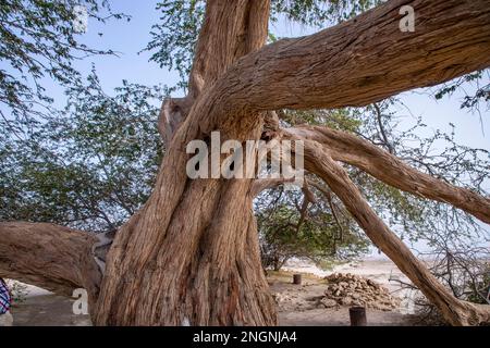 Albero leggendario di vita nel deserto del Bahrain, Regno del Bahrain. Foto Stock