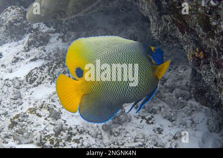 Blueface angelfish sott'acqua. Pomacanthus xantometopon Foto Stock