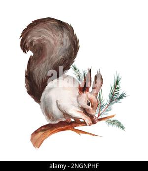 Scoiattolo su un ramo di abete rosso isolato su sfondo bianco. Illustrazioni realistiche in acquerello. Animali della foresta Foto Stock