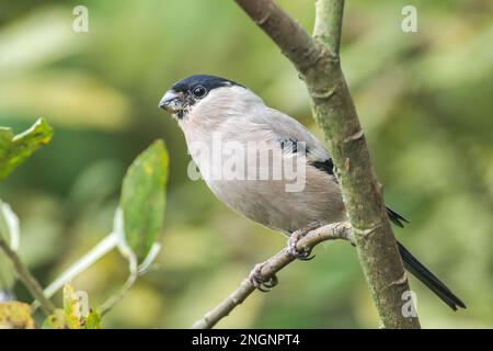 Bulfinca eurasiatica, pirrhula pirrhula, singola femmina adulta arroccata sul ramo di bush, Norfolk, East Anglia, Inghilterra, Regno Unito Foto Stock