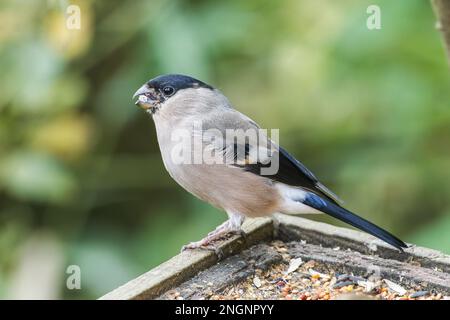 Bulfinca eurasiatica, pirrhula pirrhula, singola femmina adulta arroccata sul ramo di bush, Norfolk, East Anglia, Inghilterra, Regno Unito Foto Stock