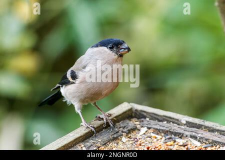 Giovenche eurasiatica, pirrhula pirrhula, singola femmina adulta che mangia presso l'alimentatore di uccelli, Norfolk, East Anglia, Inghilterra, Regno Unito Foto Stock