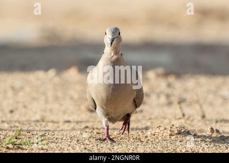 Colomba eurasiatica, Streptopelia decaocto, singolo adulto in piedi a terra, Albufera, Maiorca, Spagna Foto Stock