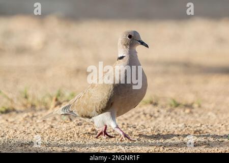 Colomba eurasiatica, Streptopelia decaocto, singolo adulto in piedi a terra, Albufera, Maiorca, Spagna Foto Stock