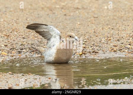 Colomba eurasiatica, Streptopelia decaocto, bagno singolo adulto in acqua, Albufera, Mallorca, Spagna Foto Stock