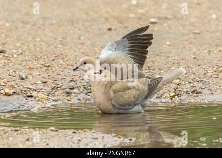 Colomba eurasiatica, Streptopelia decaocto, bagno singolo adulto in acqua, Albufera, Mallorca, Spagna Foto Stock