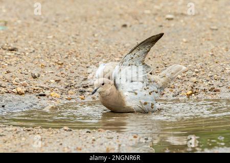 Colomba eurasiatica, Streptopelia decaocto, bagno singolo adulto in acqua, Albufera, Mallorca, Spagna Foto Stock