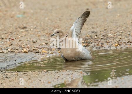 Colomba eurasiatica, Streptopelia decaocto, bagno singolo adulto in acqua, Albufera, Mallorca, Spagna Foto Stock