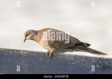 Colomba eurasiatica, Streptopelia decaocto, adulto singolo arroccato su recinto, Albufera, Mallorca, Spagna Foto Stock
