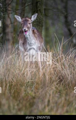 Deer Doe (femmina) in inverno, Staffordshire, Regno Unito Foto Stock