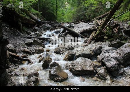 Un sentiero bagnato che corre attraverso ruscelli nel Parco Nazionale del Paradiso Slovacco. Slovacchia Foto Stock