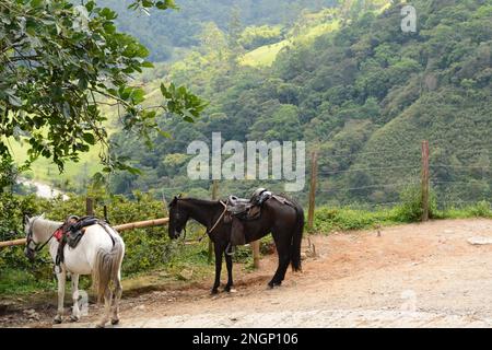 Cavalli. Salento. Quindio. Colombia Foto Stock