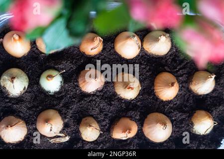 Bulbi di fiori giacinto piantati all'inizio della primavera, hobby botanico Foto Stock
