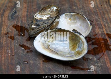 Velesunio ambiguus o Velesunio ambiguus o Billabong Mussel un bivalve di acqua dolce usato come cibo di bush dal popolo aborigeno australiano. Foto Stock