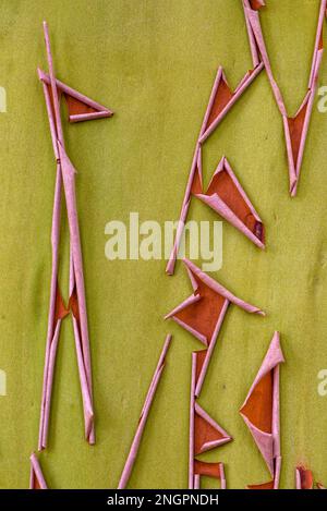 Corteccia dell'albero di Madrone; Rainbow Falls Trail, Willamette National Forest, Oregon. Foto Stock