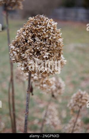 Primo piano di idrangea secca in un giardino d'inverno nel New England Foto Stock