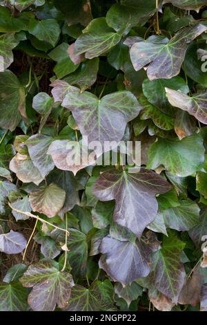 Edera verde che sale su una colonna in un giardino del New England durante l'inverno. Foto Stock